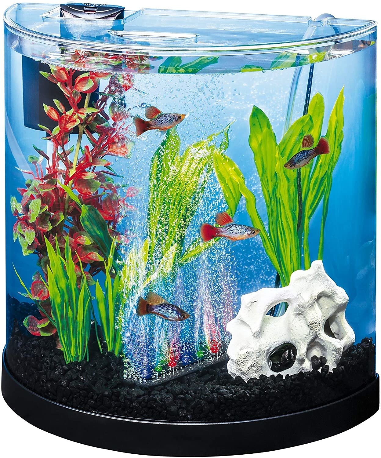 the fish tank