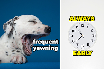 a puppy yawning with the words "frequent yawning" then a clock with the words "always early"