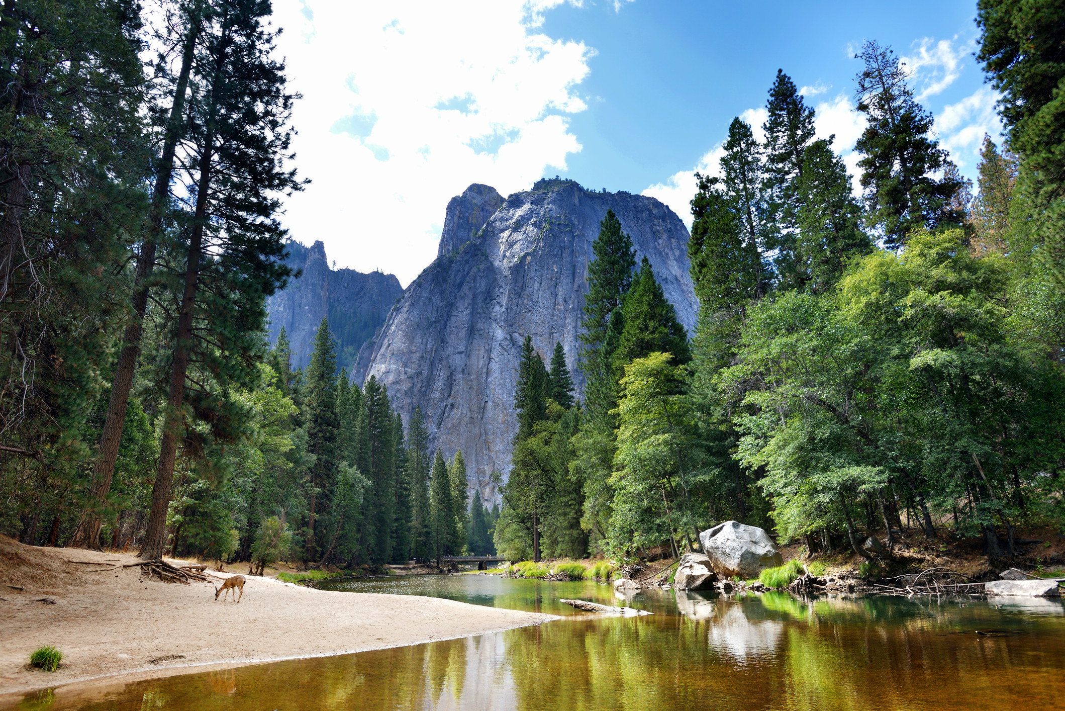 Majestic trees and mountains at Yosemite National Park