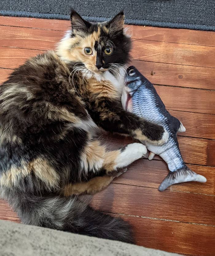 Reviewer image of spotted cat holding fish toy