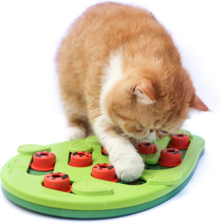 Lifestyle image of cat playing with a greed leaf-shaped toy with ladybug-inspired pieces