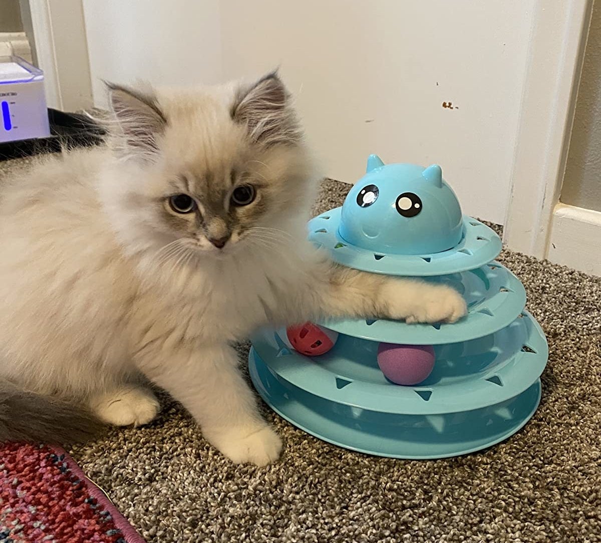 Reviewer image of white cat playing with plastic blue three-tier toy with balls