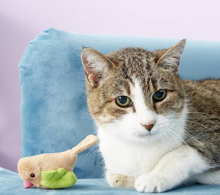 From Plush To Catnip Toys, 10 Best Cat Toys Your Feline Will Love