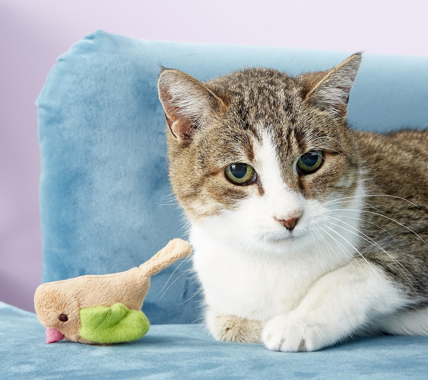 Brown and white cat next to brown and green plush bird toy