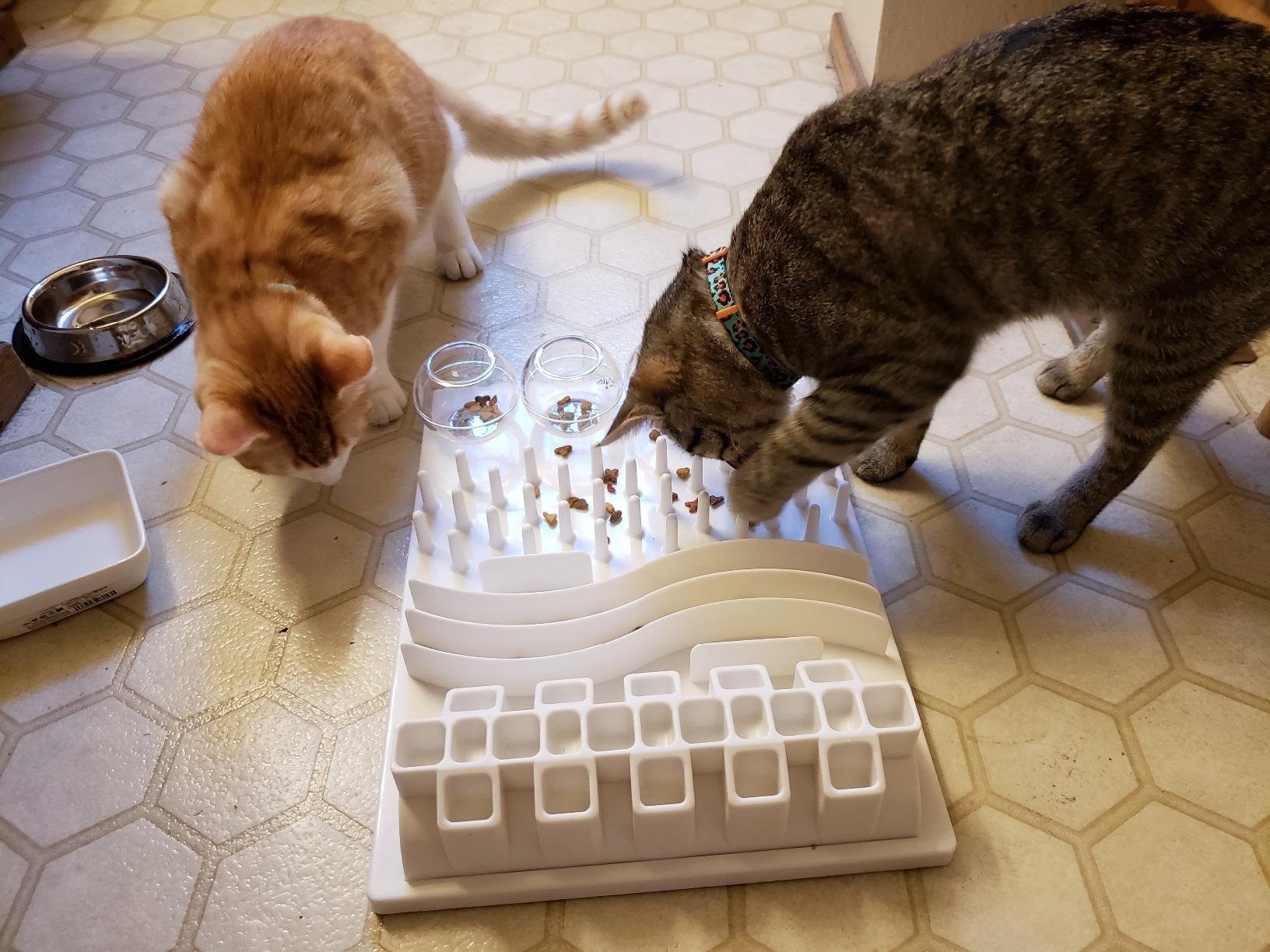 Reviewer image of two cats playing with white and clear toy puzzle with food