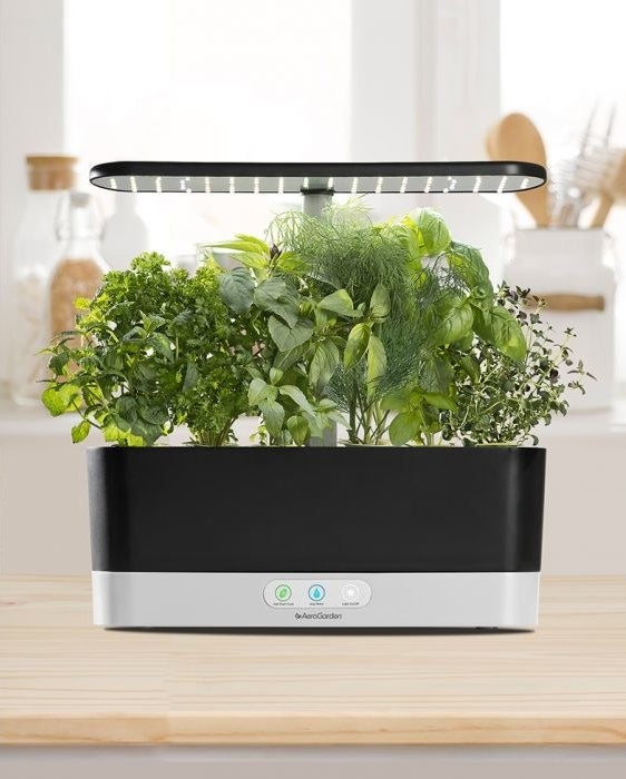 black aerogarden on a countertop with herbs growing in it