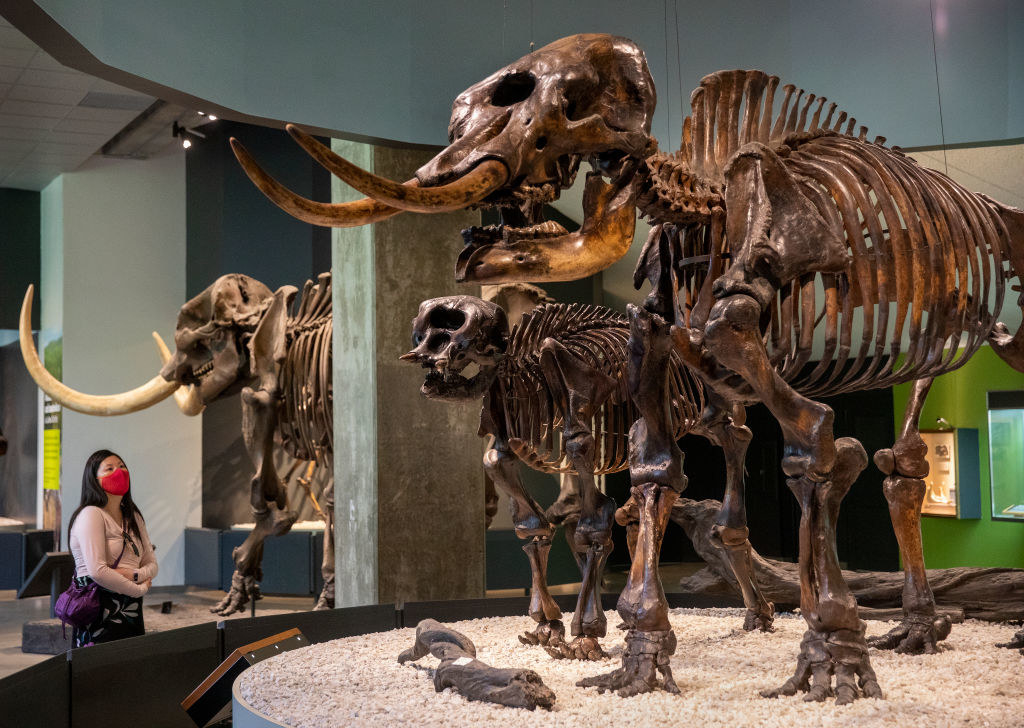 Skeleton of prehistoric mammal at the tar pits