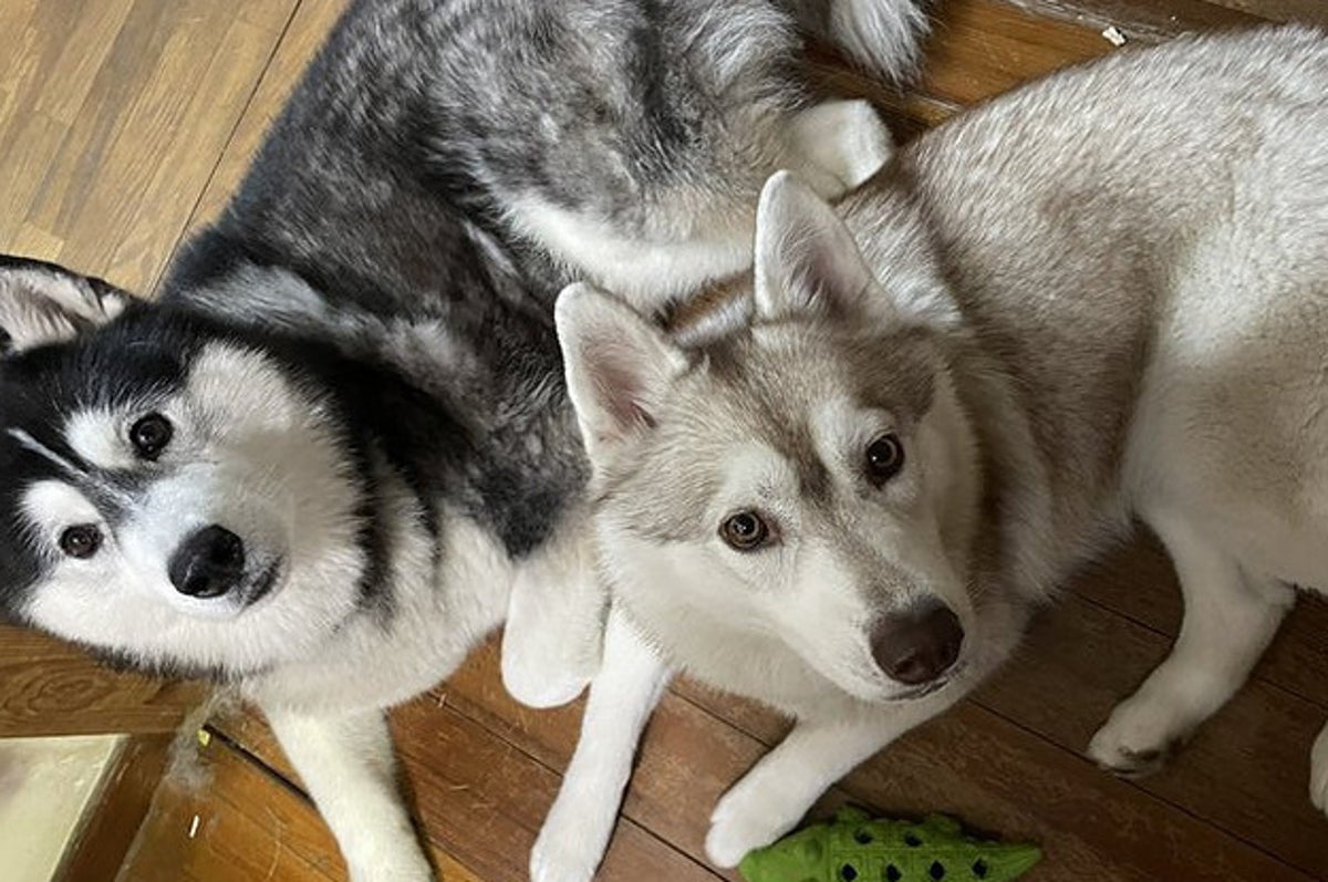 犬も人間も幸せでいるために 飼い主からの お願い に共感の声 その背景が納得せざるを得なかった