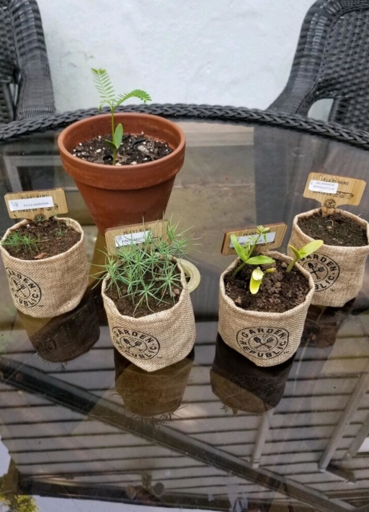 reviewer image of four sprouting bonsai trees