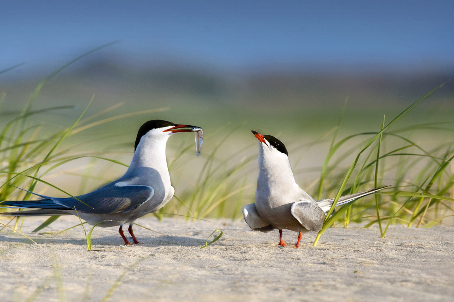 Two birds doing a mating ritual.