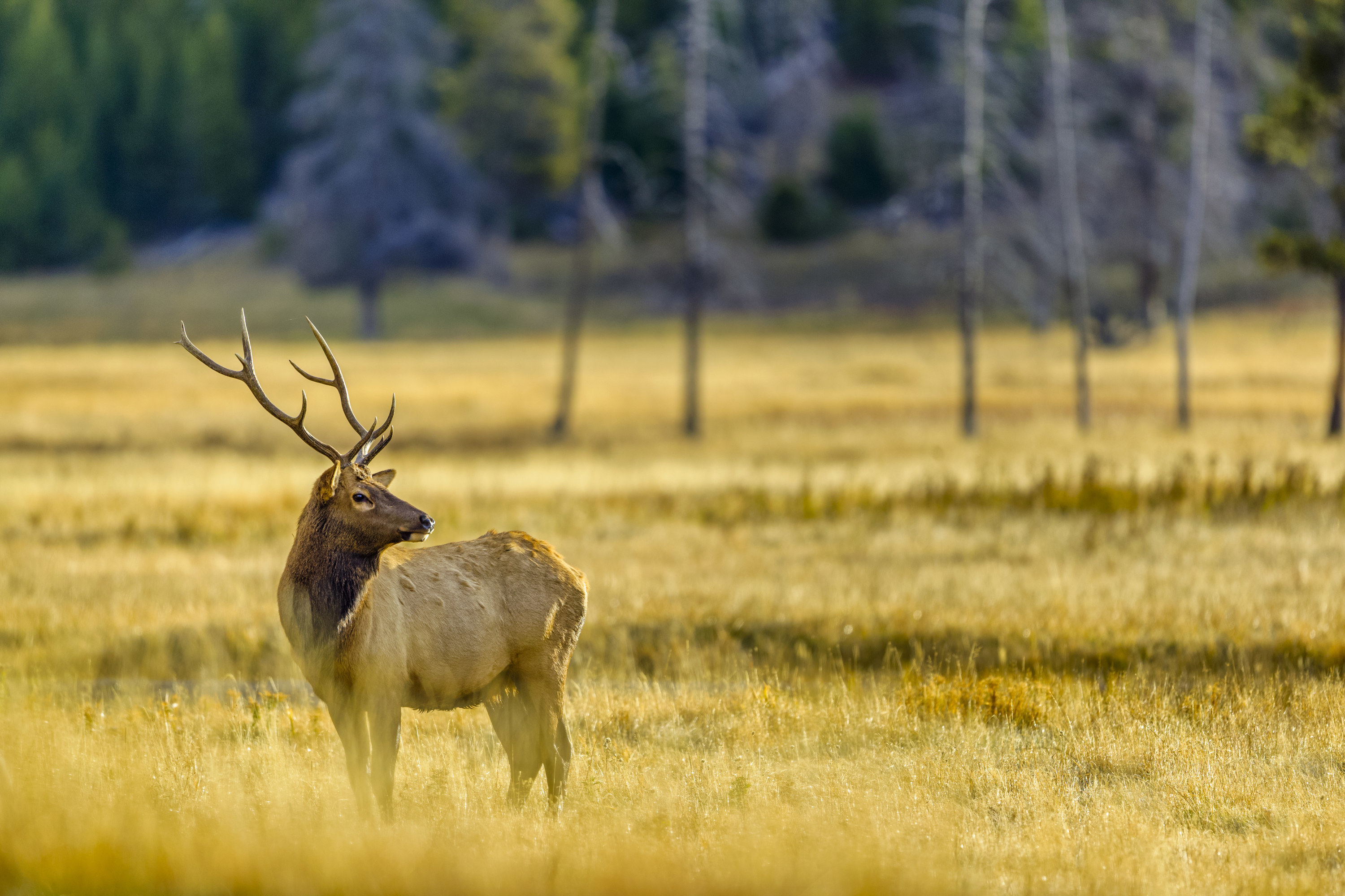 elk in Yellowstone