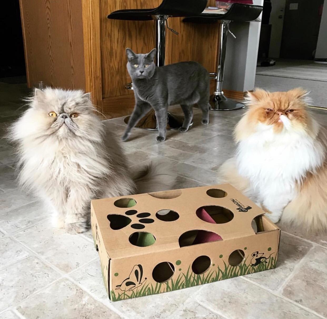 Reviewer image of three cats sitting next to cardboard maze toy