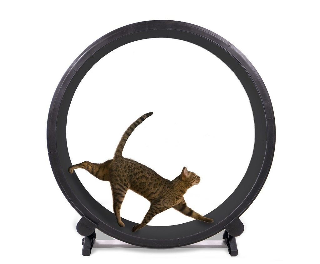 Lifestyle image of spotted cat running on black circular wheel
