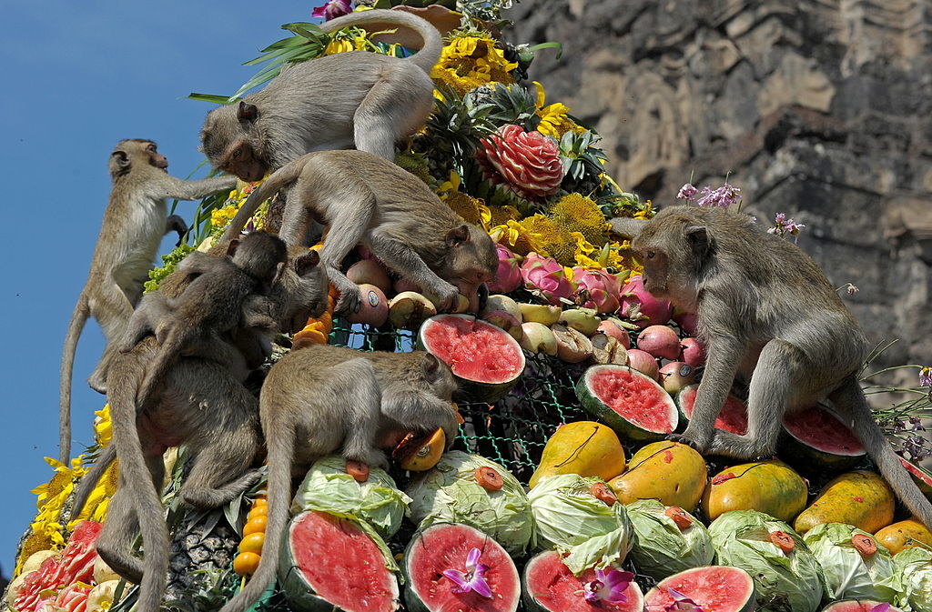 Monkeys climbing up a tower full of fruits and flowers in Thailand, in celebration of the Lopburi Monkey Banquet Festival