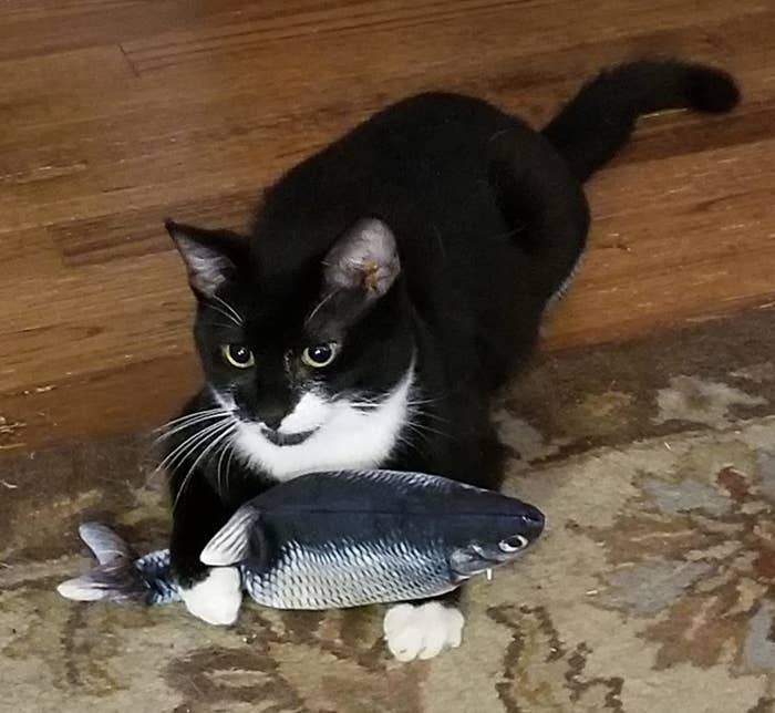 a black and white cat holding the interactive fish