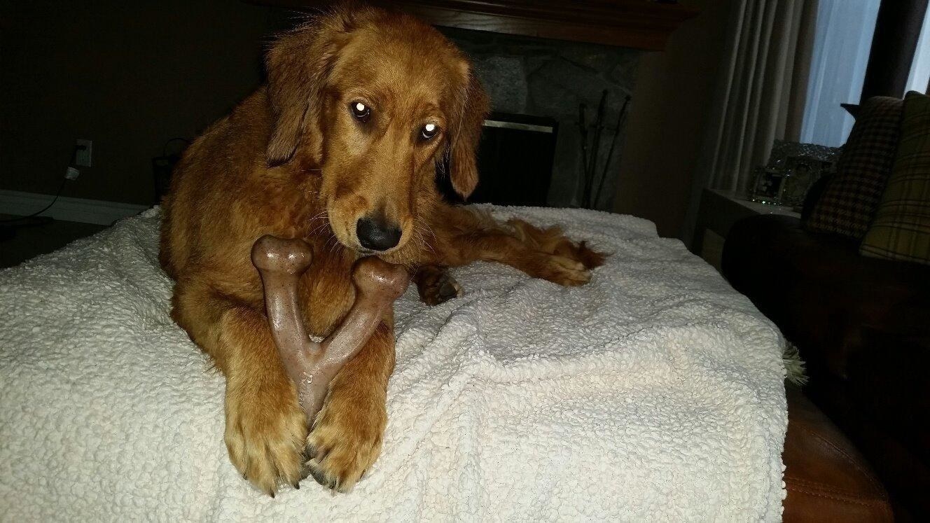 a dog on a blanket with the bone in between its paws