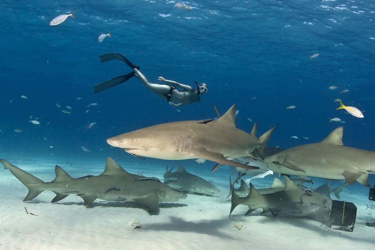 scuba diver with lemon sharks