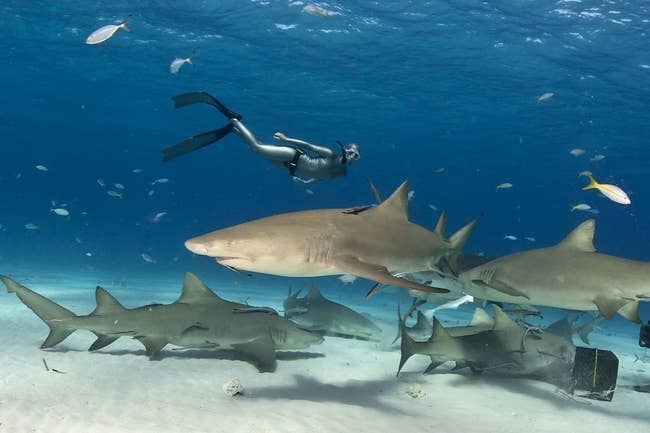 scuba diver with lemon sharks