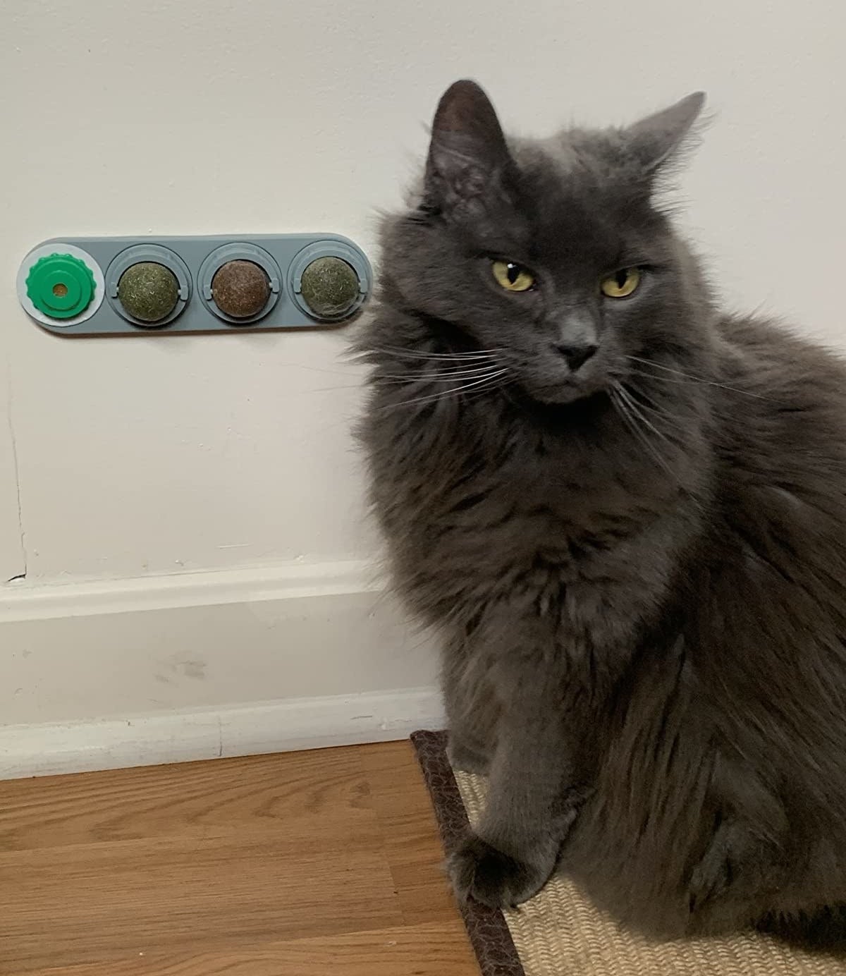 Reviewer image of gray cat standing in front of  wall mounted catnip