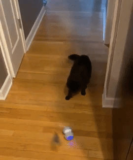 video of black cat playing with electronic feather toy