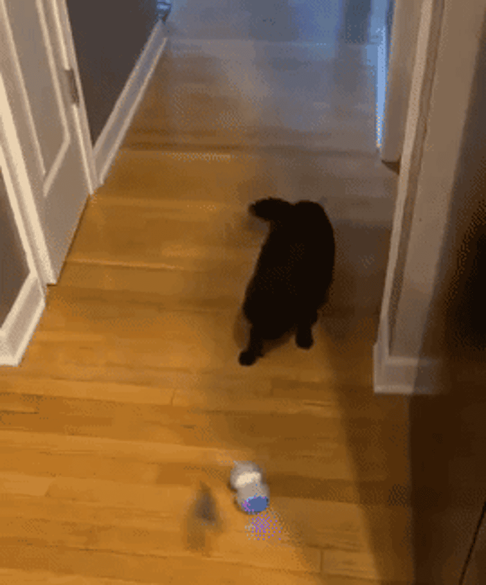 Reviewer video of black cat playing with electronic feather toy