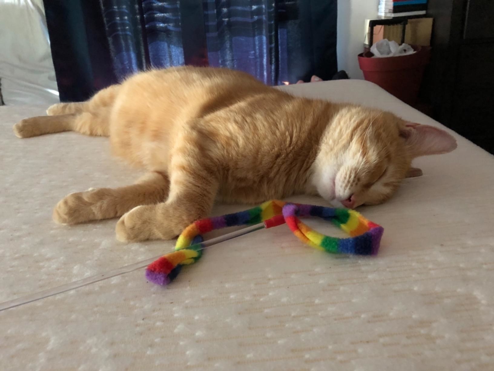 Reviewer image of orange cat snuggling with rainbow felt toy