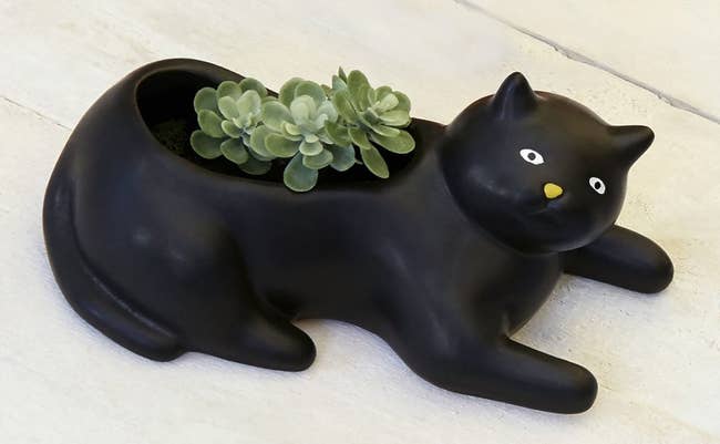 the black cat planter with a succulent inside