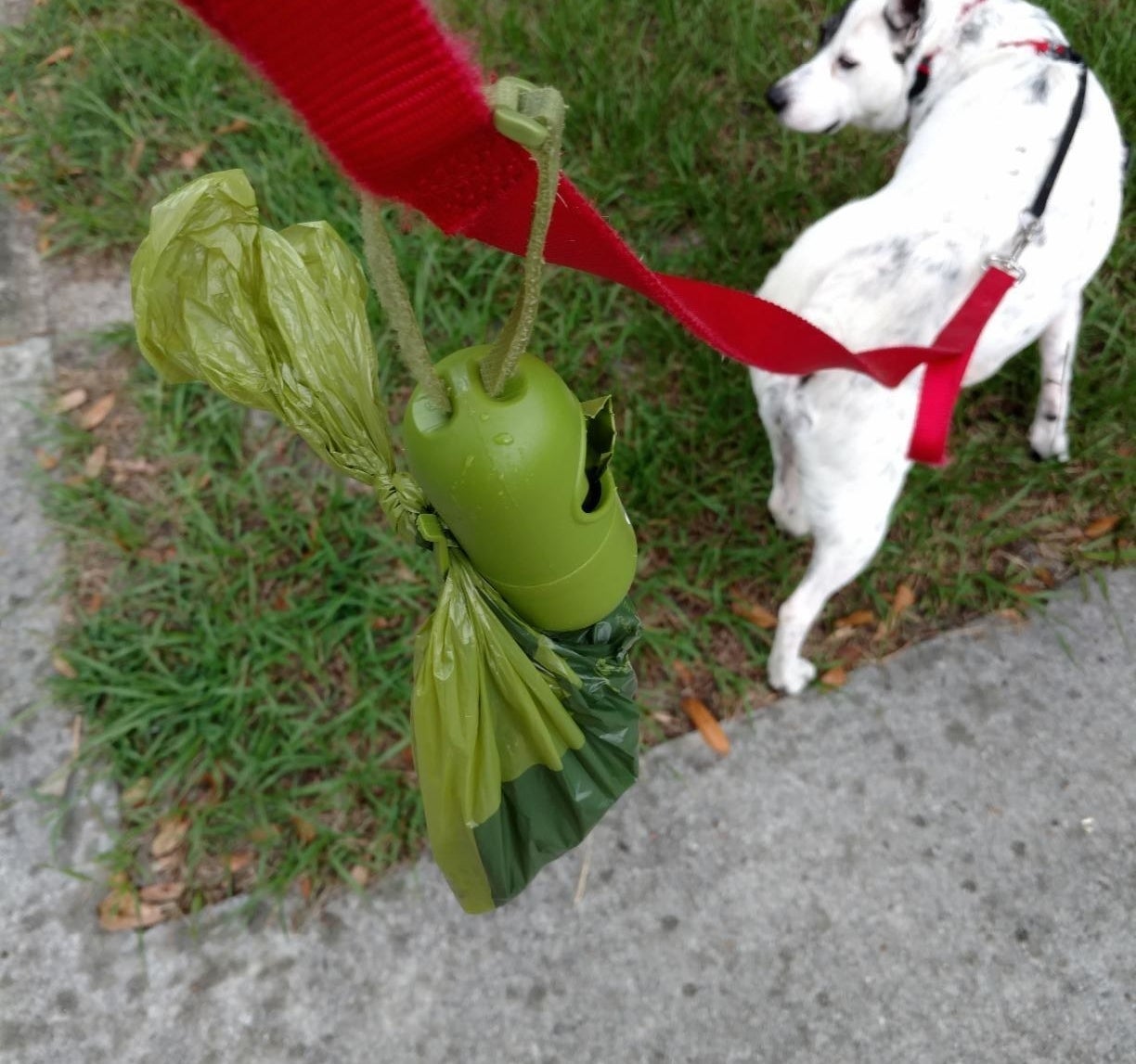reviewer walking their dog with a red leash and the poop bags attached to the leash