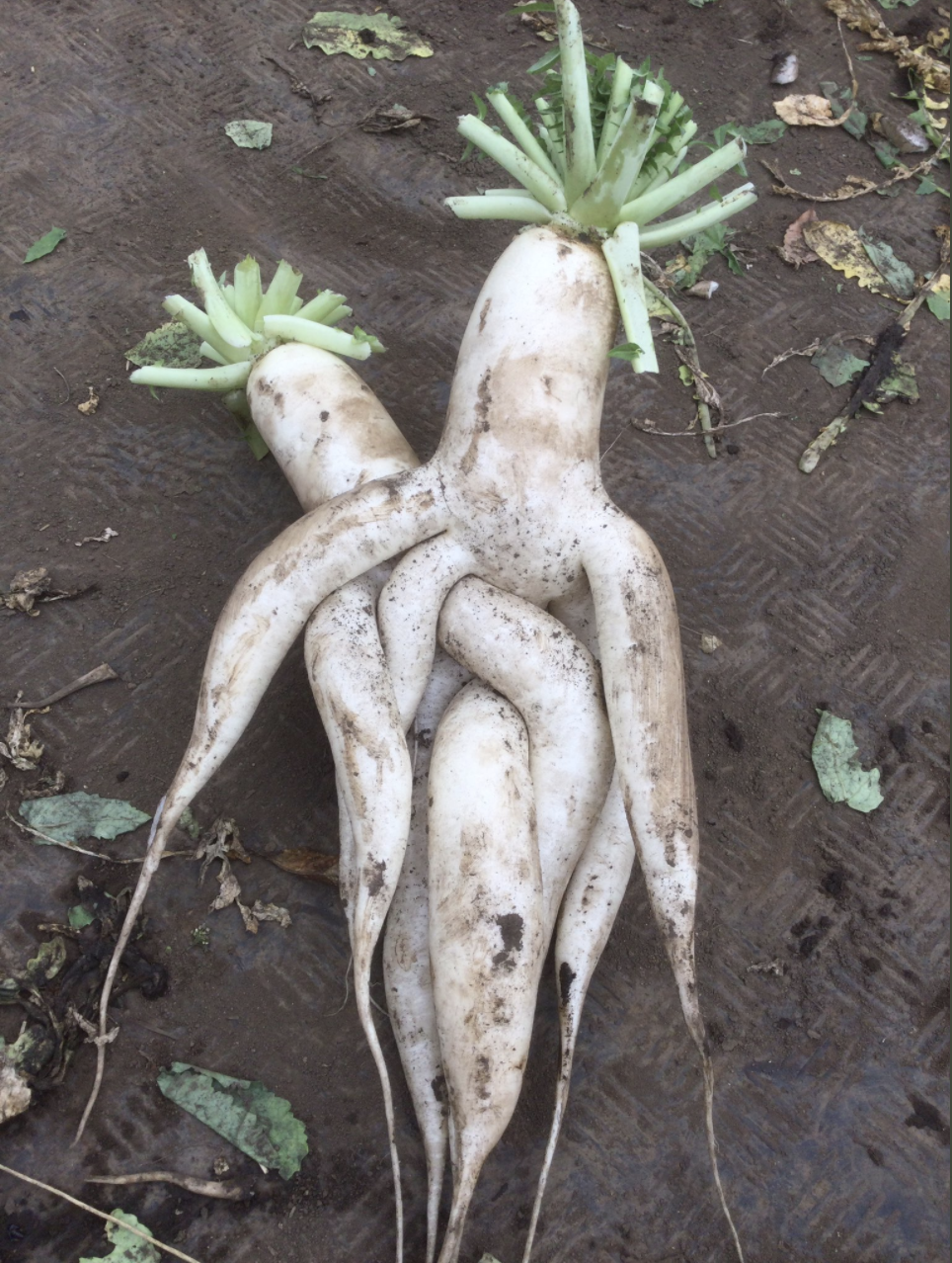 奇跡的な産物 と呼ばれた野菜のチャンピオン ヘンというより美しい