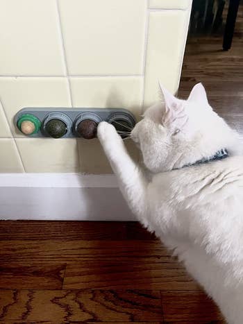 a white cat pawing the catnip ball