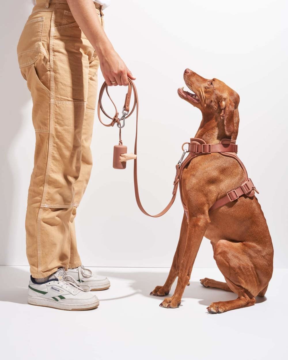 large tan dog wearing cocoa-colored harness connected to a matching leash and poop bag holder