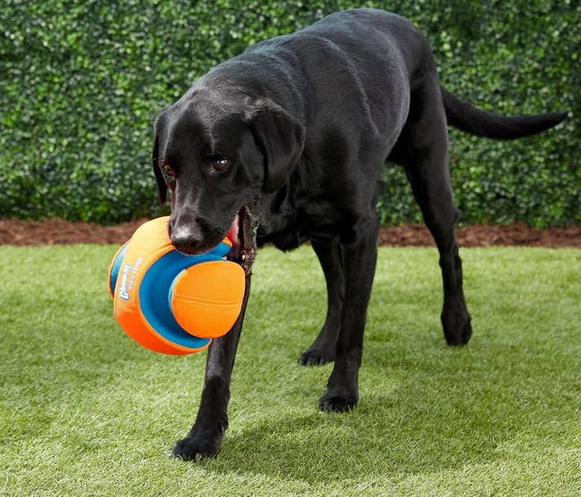 a black dog holding a large orange ball