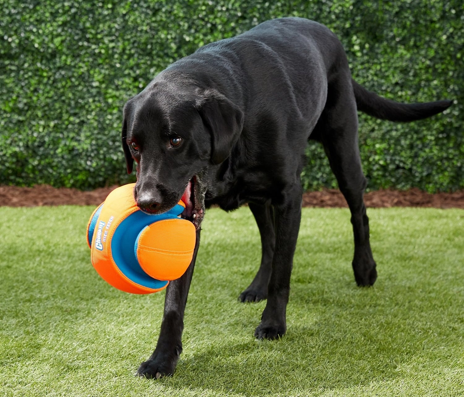 a black dog holding a large orange ball