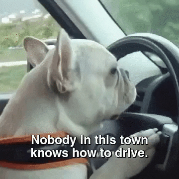 A french bulldog drives solemnly with both paws on the wheel