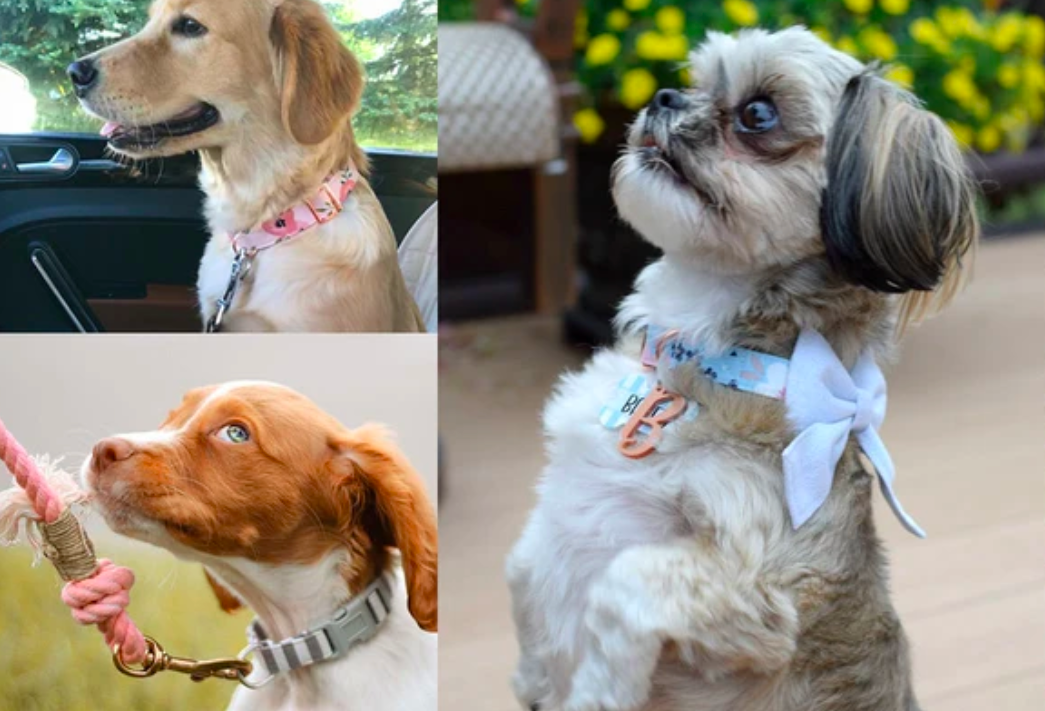 top shows a golden retriever wearing a pink, floral collar, right is a shitzu dog wearing a white floral collar with a bow on it and a collar tag with a B initial, and the bottom left shows a dog with a grey and white striped collar and a pink rope leash