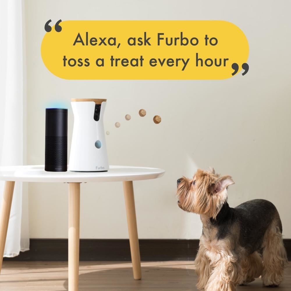 The furbo dispersing a treat every hour using alexa