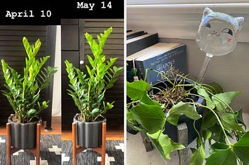 A houseplant is shown growing very quick; a cat-shaped water bulb is shoved into the soil of a houseplant