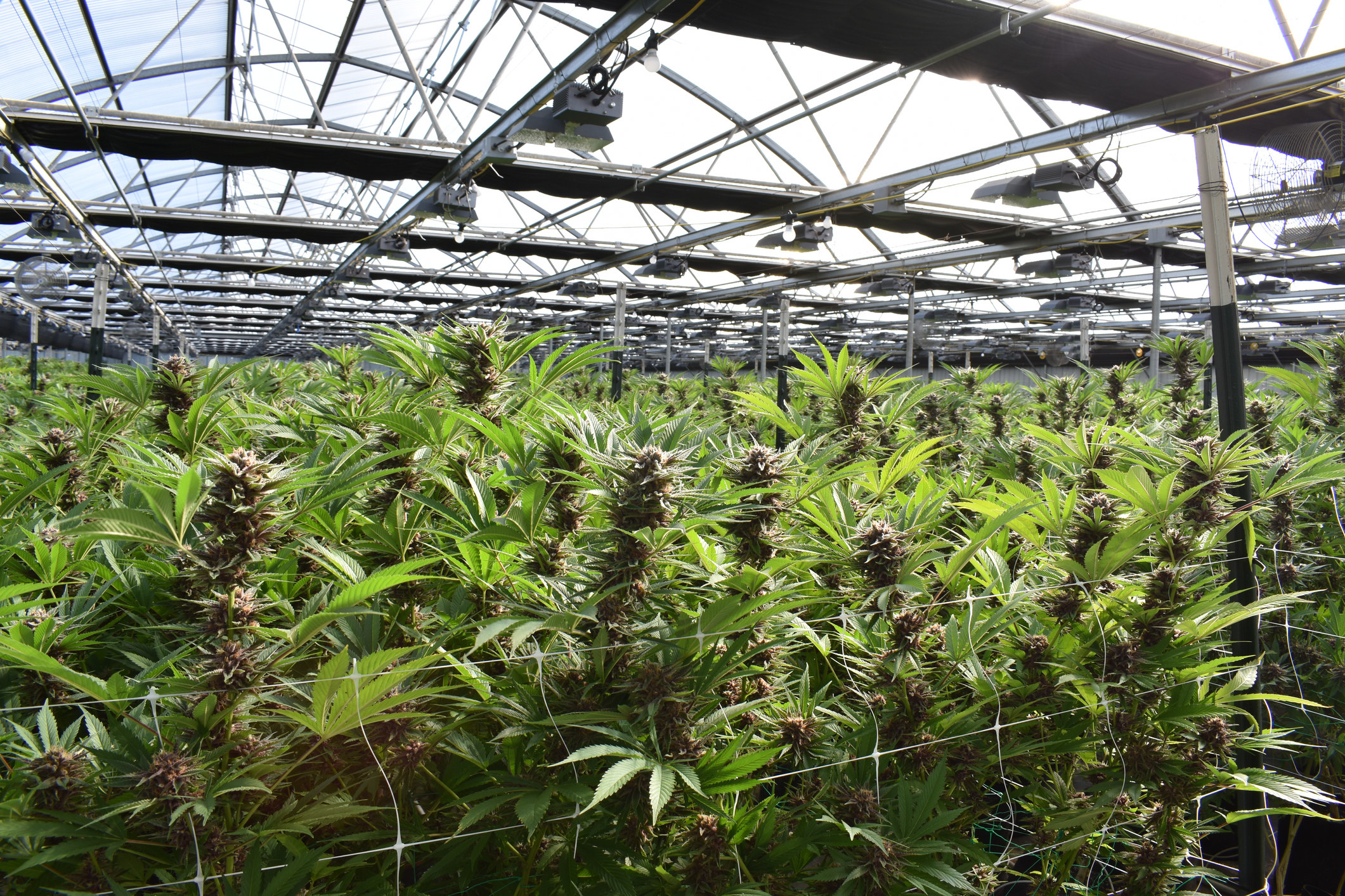 shot of an indoor weed growing facility