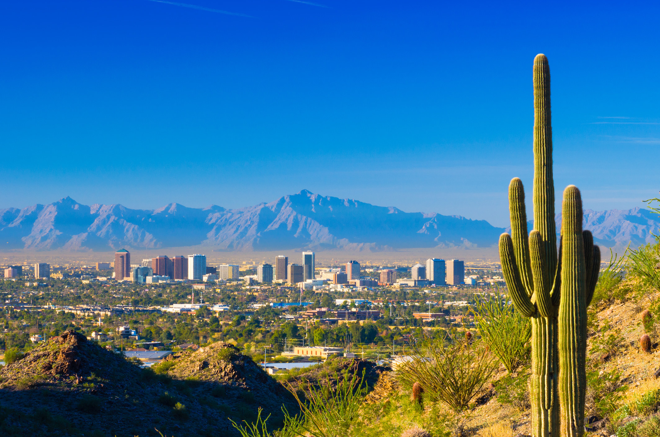 shot of Phoenix&#x27;s downtown with a cactus in the foreground and mountain range in the background