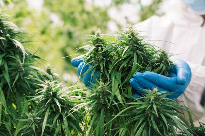 photo of weed plants held by hands with surgical gloves on
