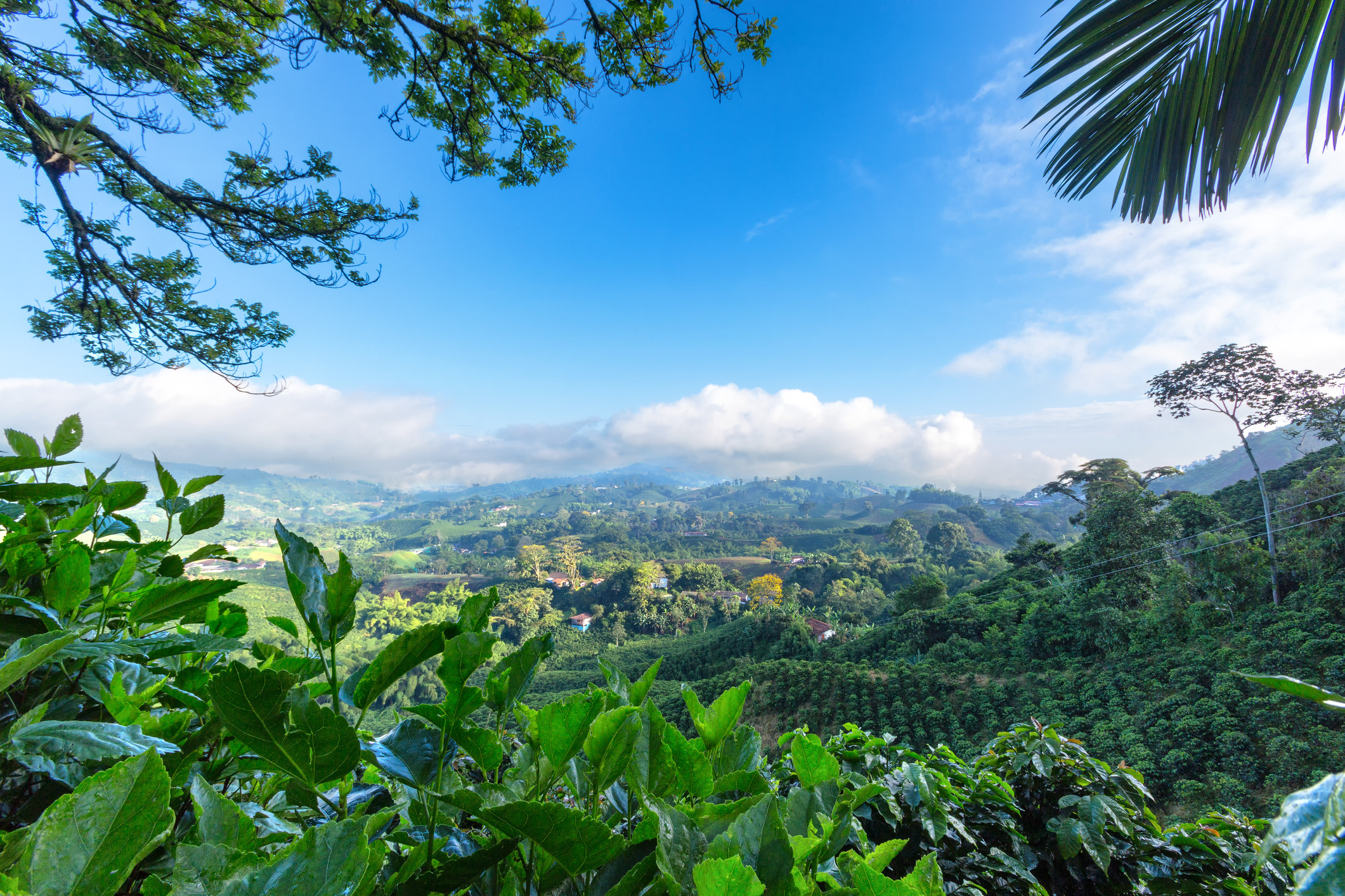A Colombian coffee plantation.