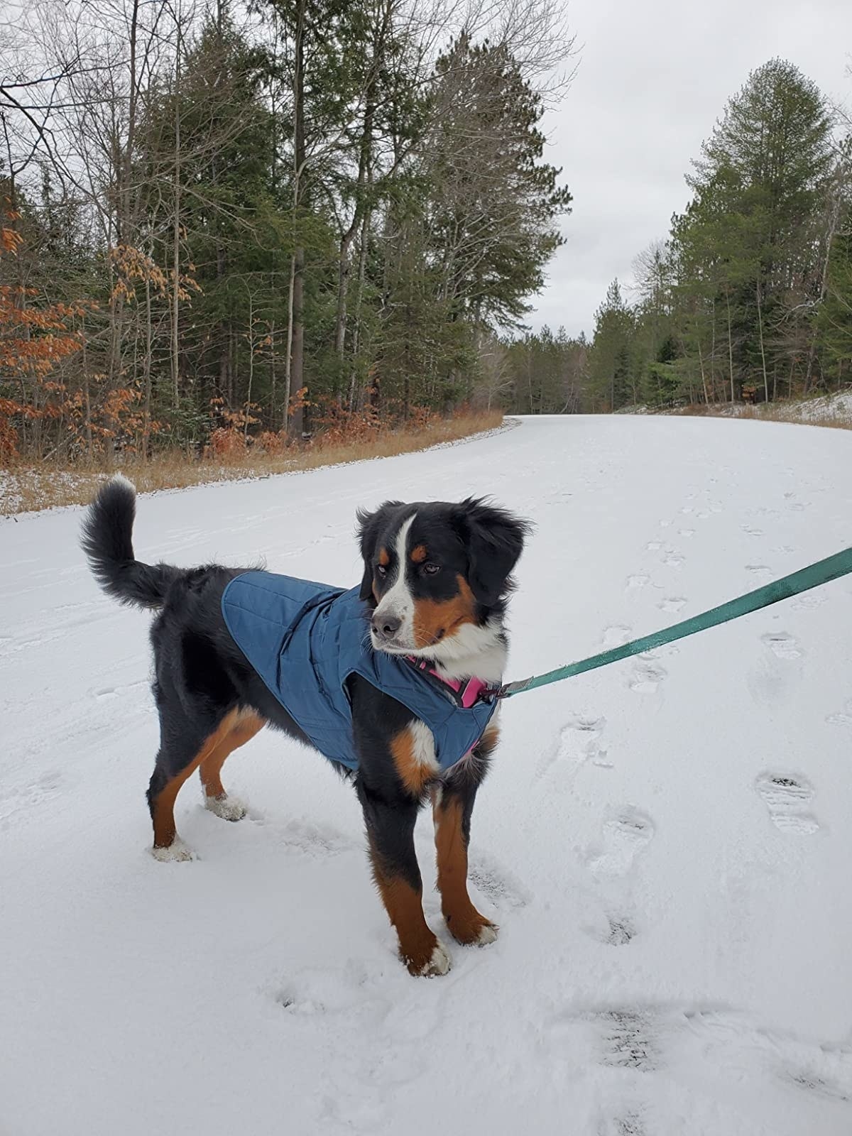 reviewer&#x27;s bernese mountain dog wearing a blue vest