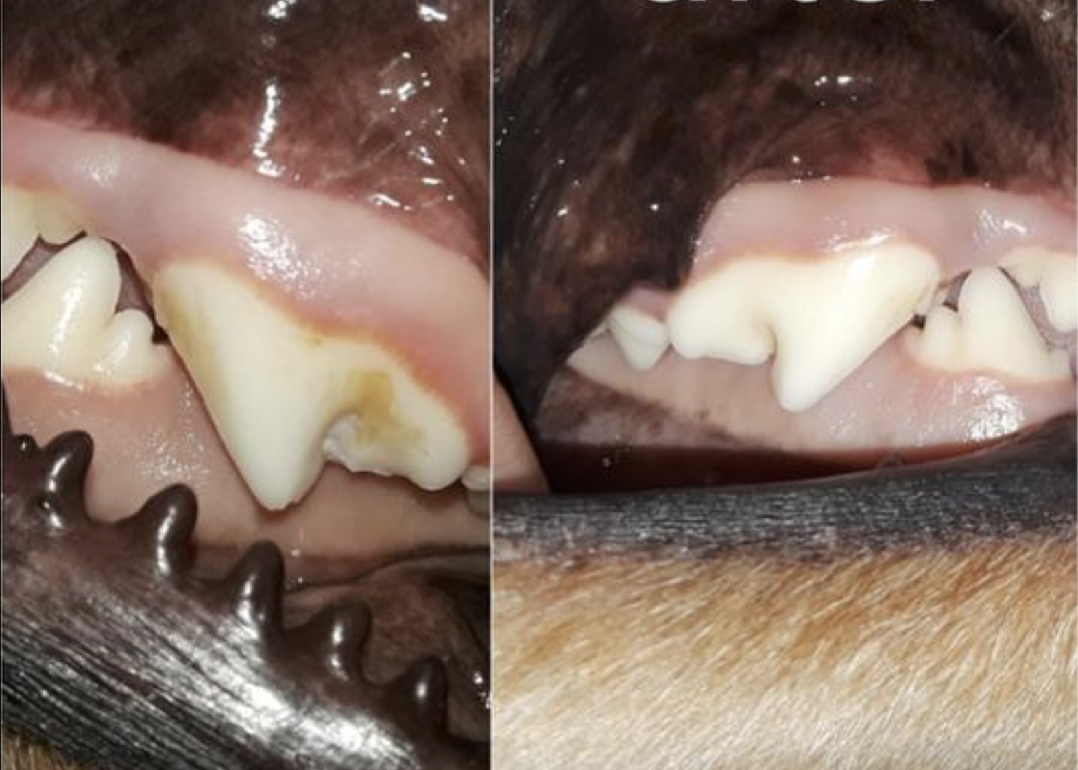 Reviewer&#x27;s before and after of dog&#x27;s yellow teeth and then brighter white teeth