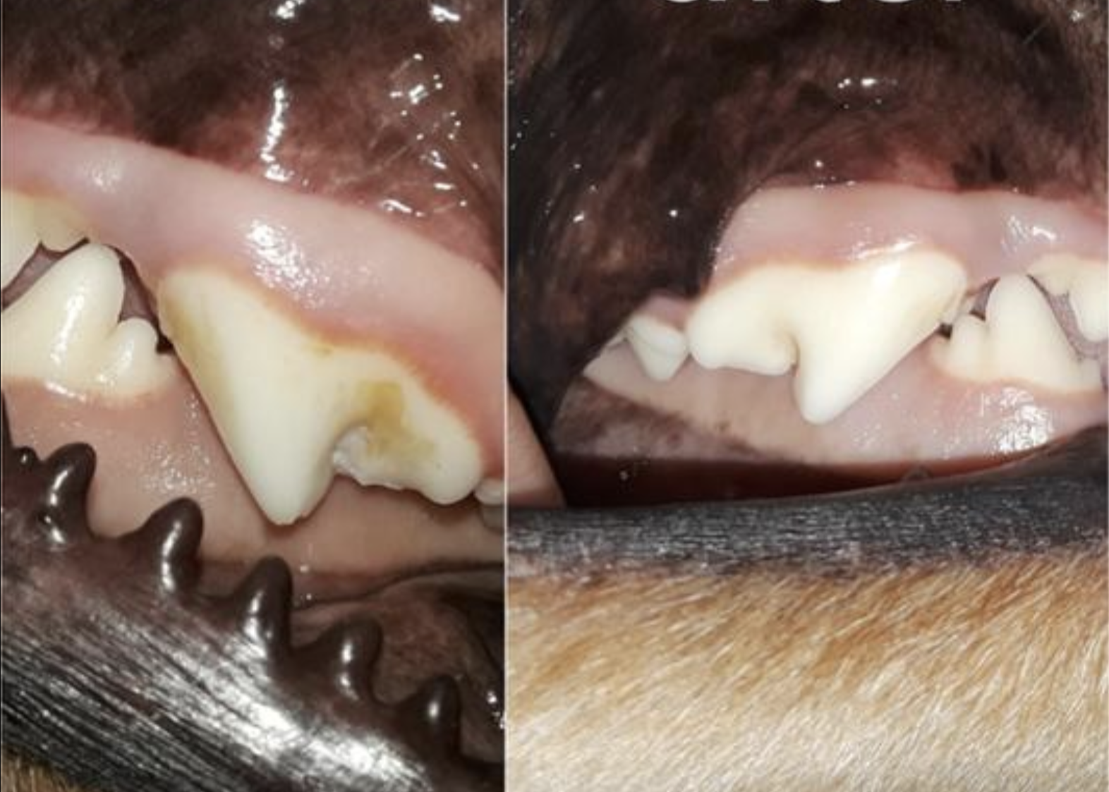 Reviewer's before and after of dog's yellow teeth and then brighter white teeth