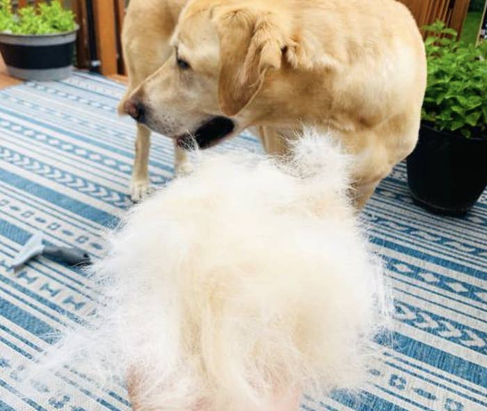 Reviewer&#x27;s picture of a huge clump of fur after brushing their yellow lab