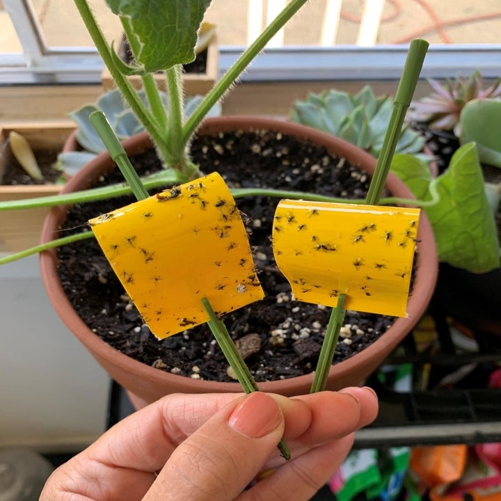 hand holds two of the same sticky traps with flies in front of house plant
