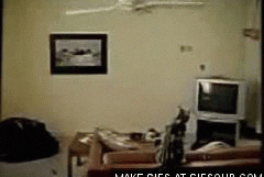 Cat getting caught in a ceiling fan and getting thrown around the room
