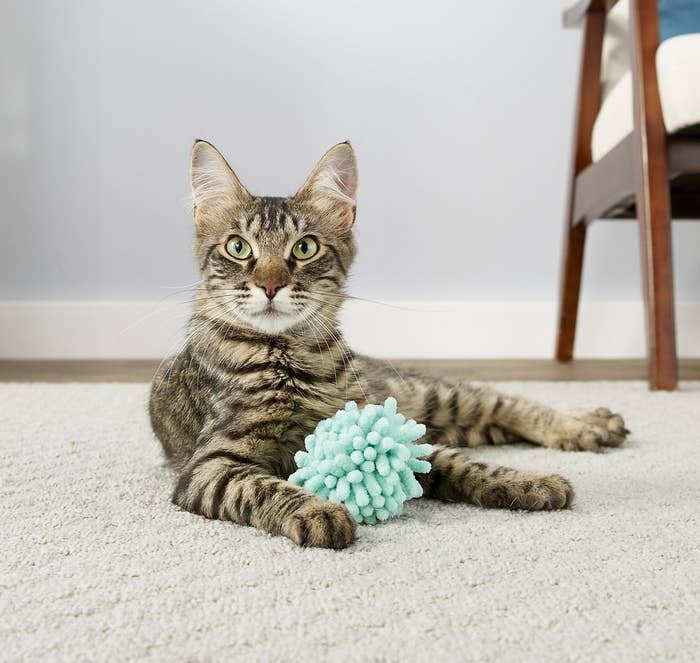 Cat holding blue mop-inspired plush ball