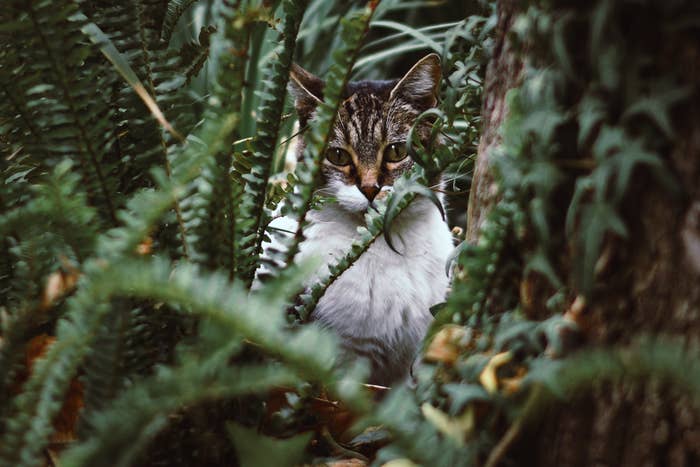 cat in between plants