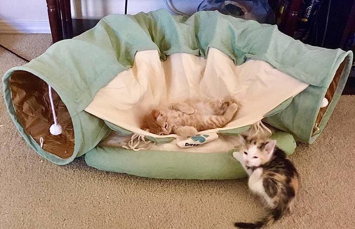 Two kittens playing on a tan and green cat bed toy